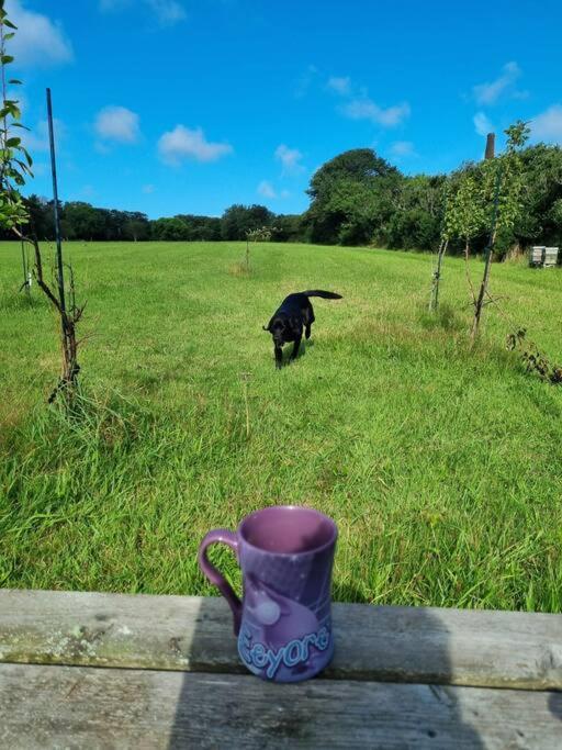 Luxury 5-star Cornish Barn - Pets Very Welcome Holiday home